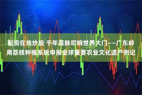 配资在线炒股 千年荔脉叩响世界大门——广东岭南荔枝种植系统申报全球重要农业文化遗产侧记